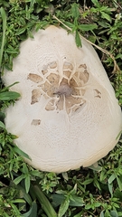Chlorophyllum molybdites image