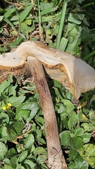 Chlorophyllum molybdites image