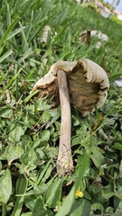 Chlorophyllum molybdites image