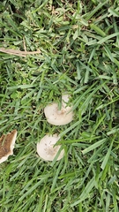 Chlorophyllum molybdites image