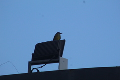 Tyrannus melancholicus