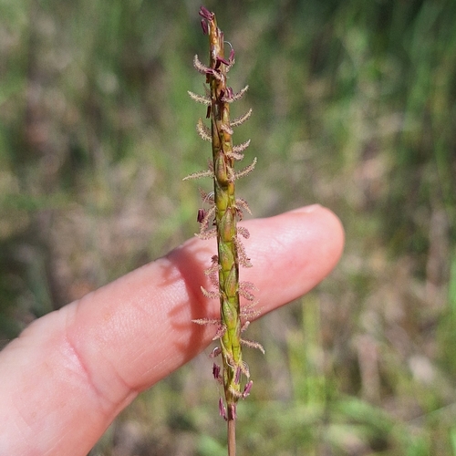 Image of Ischaemum australe by (c) Greg Tasney, some rights reserved (CC BY-SA)