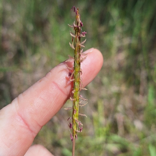 Image of Ischaemum australe by (c) Greg Tasney, some rights reserved (CC BY-SA)
