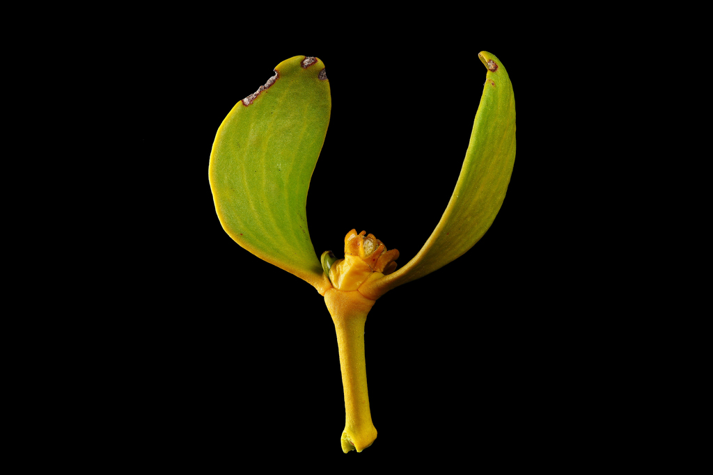 European mistletoe from Гродно, Гродненская область, Беларусь on April ...