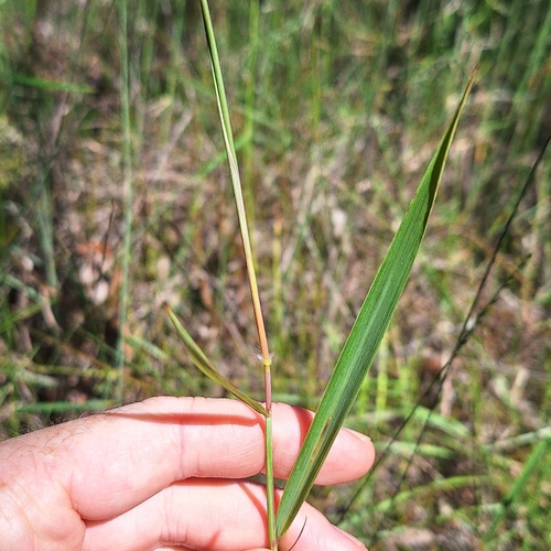 Image of Ischaemum australe by (c) Greg Tasney, some rights reserved (CC BY-SA)