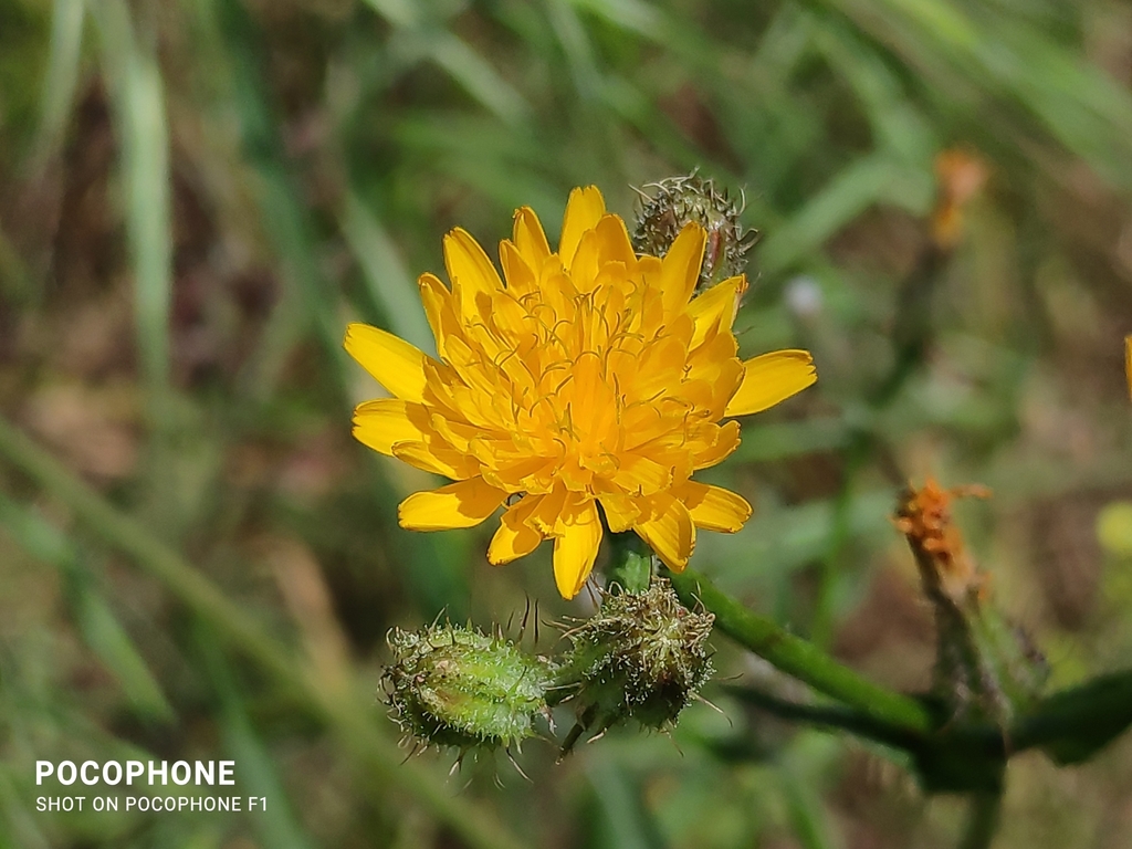 Crepis aspera