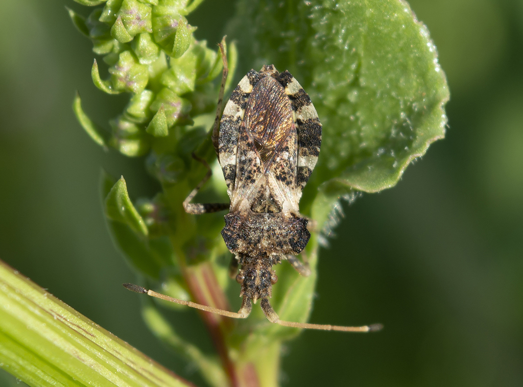 Leaf-footed bug