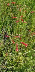 Gambelia juncea