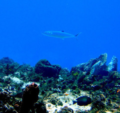 Scomberomorus regalis