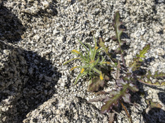 Synchytrium myosotidis