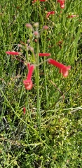 Gambelia juncea