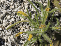 Synchytrium myosotidis