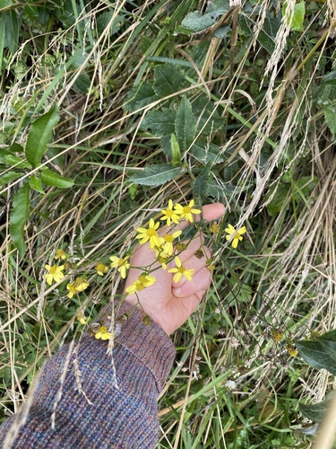 Senecio banksii observed 2024-04-01