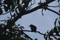 Tyrannus melancholicus