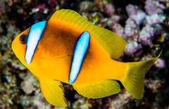 Twoband Anemonefish photo 2