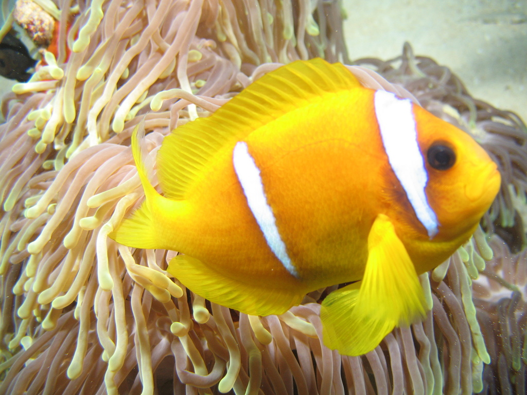 Twoband anemonefish