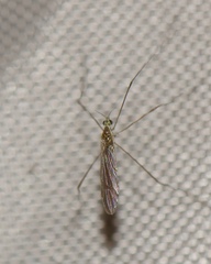 Gonomyia