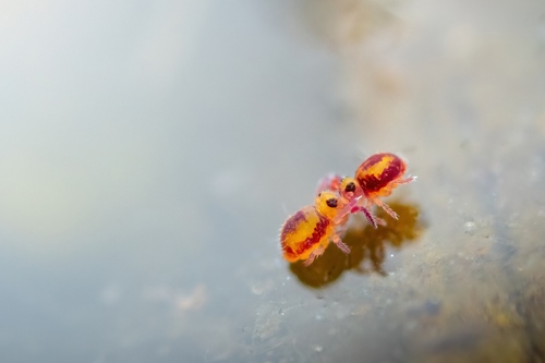 Malmgren's Springtail photographed in Germany
