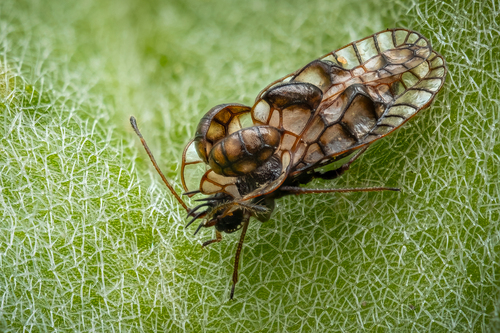 Galeatus affinis