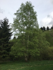 Betula pendula