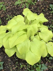 Hosta sieboldiana