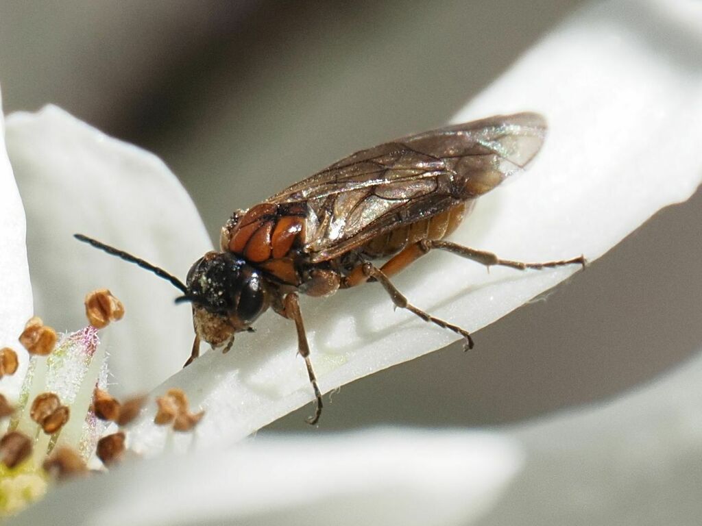 Hoplocampa plagiata