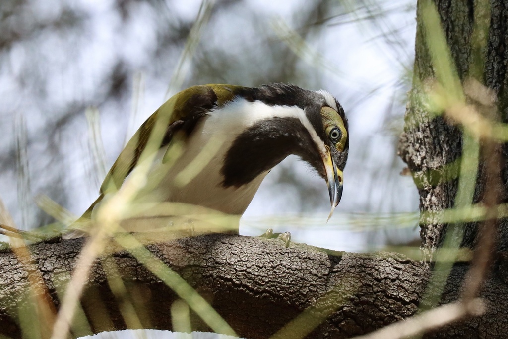 Blue-faced Honeyeater from Hogan Oval, Narrabri, NSW, AU on March 29 ...