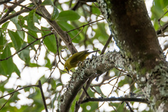 Zosterops stuhlmanni