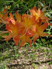Rhododendron calendulaceum