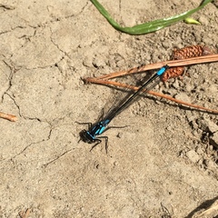 Zoniagrion exclamationis