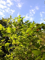 Rubus spectabilis