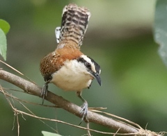 Rufous-Backed Wren photo 2