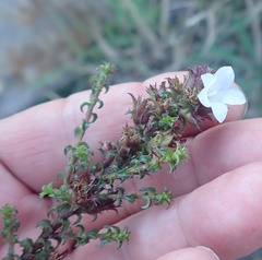 Roella amplexicaulis