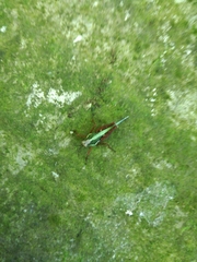 Scaria