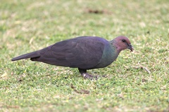 Japanese Wood-Pigeon photo 2