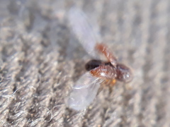 Pityogenes chalcographus