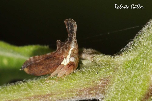 Hypsoprora