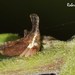 Hypsoprora adusta - Photo 由 Roberto Guller 所上傳的 (c) Roberto Guller，保留部份權利CC BY-NC-ND