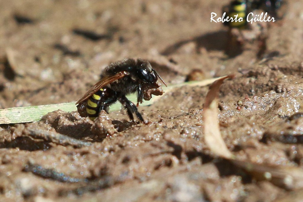 Baer's Melipona