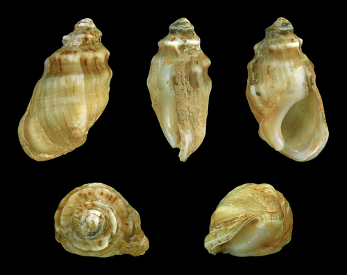 Melanopsis tricarinata