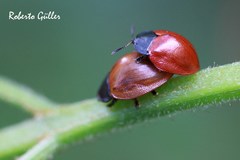 Chelymorpha cribraria