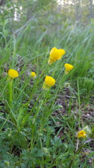 Ranunculus bulbosus bulbosus