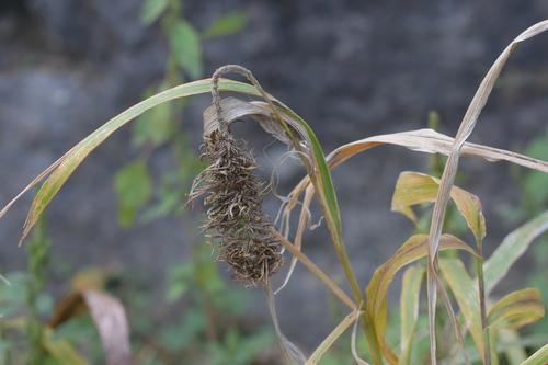 Sclerospora graminicola, 2022-09-30