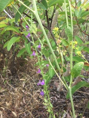 Sairocarpus