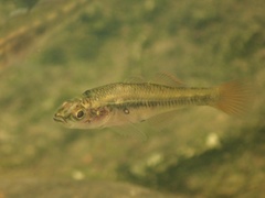 Fire-Tailed Gudgeon photo 2