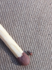 Pityogenes chalcographus