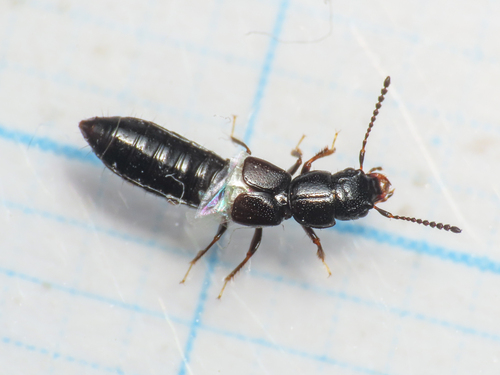 Platystethus spinosus