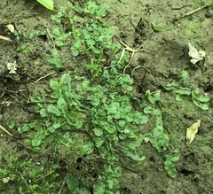 Pallavicinia