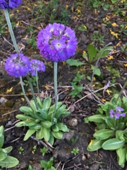 Primula denticulata