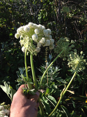 Angelica tomentosa